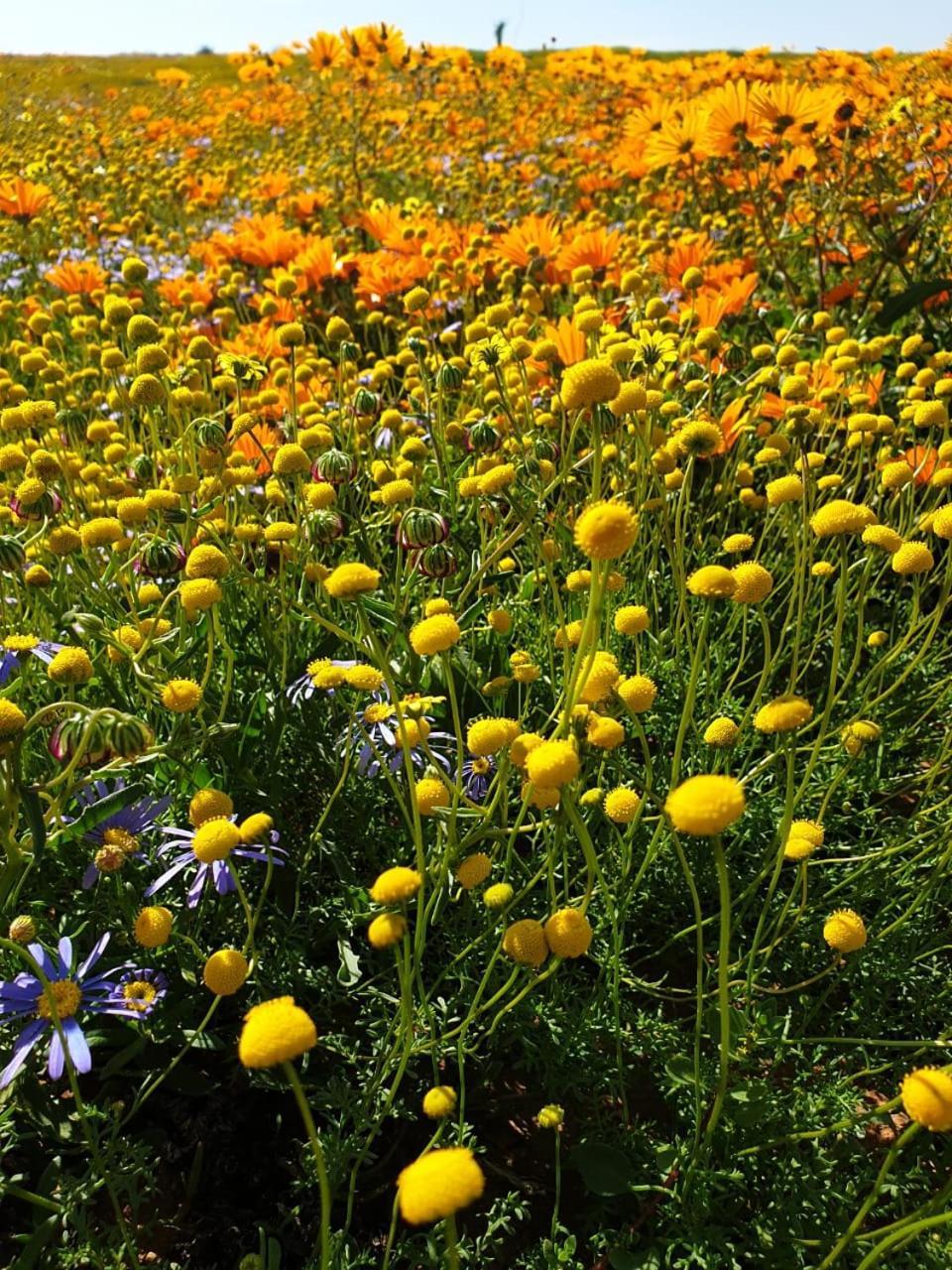 Namaqualand Eco Lodge Soebatsfontein Eksteriør billede